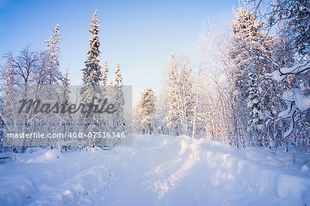 Winter forest. Sunrise, soft blue and pink hues. Road.