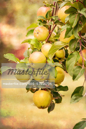 Red apples on apple tree branch, old color image style