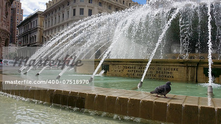a pigeon refreshes in the fountain of Piazza de Ferrari, Genoa