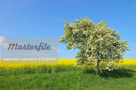 Blooming Fruit Tree and Canola Field, Bad Mergentheim, Baden-Wurttemberg, Germany