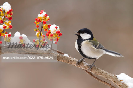 Japanese Tit