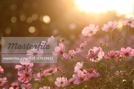 Cosmos Cosmos