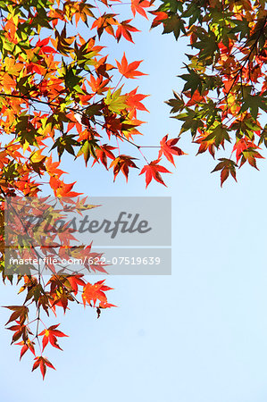 Autumn leaves