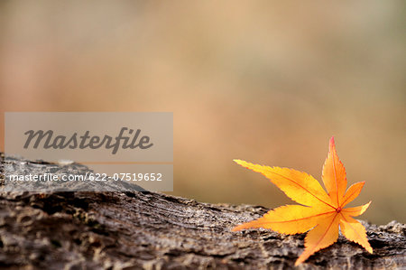 Yellow maple leaves