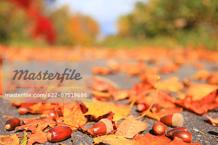 Autumn leaves