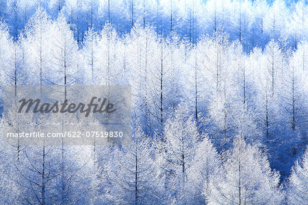 Rimed trees Rimed trees