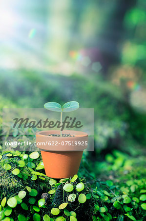 Sprouting plant Sprouting plant