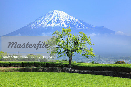 Mount Fuji