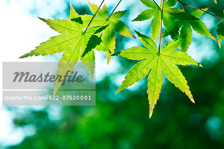 Green maple leaves