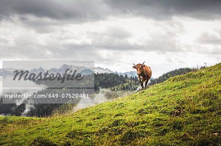 Lone cow and distant mountains, Archensee, Tyrol, Austria