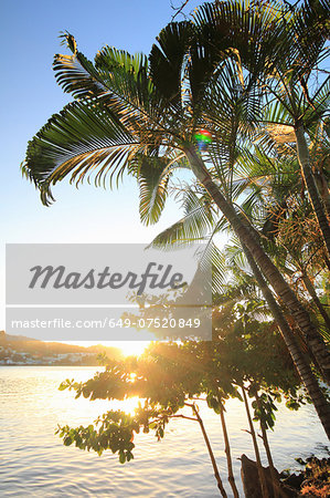Palm trees and sunlight, Castries, St Lucia, Caribbean Palm trees and sunlight, Castries, St Lucia, Caribbean