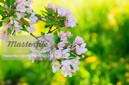 Cherry Blossom trees in spring at the Arnold Arboretum, Boston, Massachusetts, USA