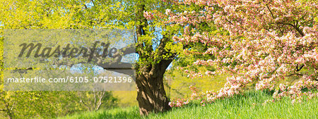 Cherry Blossom trees in spring at the Arnold Arboretum, Boston, Massachusetts, USA