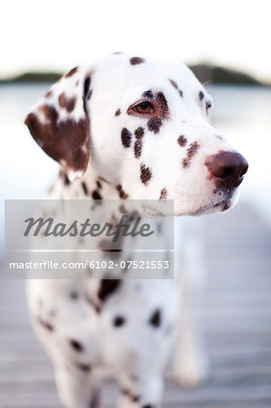Dalmatian dog looking away