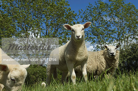 Sheep grazing in field.