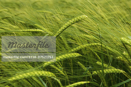 Wheat growing in the field.