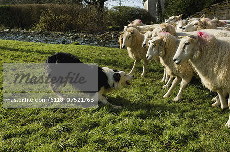 Sheepdog working a small flock of sheep.