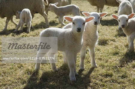 Lambs and sheep in a pen.