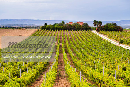 Vineyard at a winery near Noto, South East Sicily, Italy, Europe