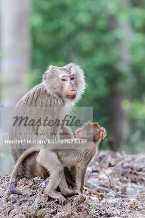 Young long-tailed macaque (Macaca fascicularis) near its mother in Angkor Thom, Siem Reap, Cambodia, Indochina, Southeast Asia, Asia