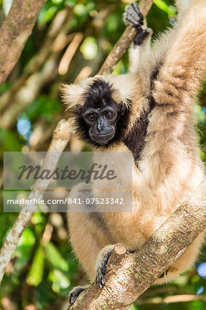 Adult female pileated gibbon (Hylobates pileatus) adopted by monks at Wat Hanchey, Kampong Cham Province, Cambodia, Indochina, Southeast Asia, Asia