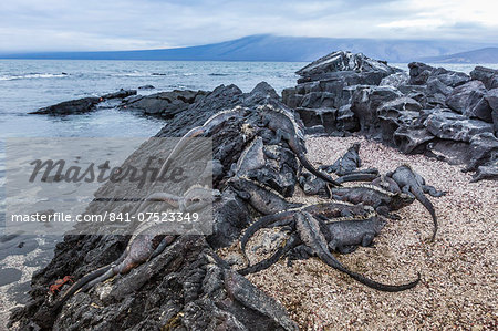 Adult Galapagos marine iguanas (Amblyrhynchus cristatus) basking on Fernandina Island, Galapagos Islands, UNESCO World Heritage Site, Ecuador, South America r Adult Galapagos marine iguanas (Amblyrhynchus cristatus) basking on Fernandina Island, Galapagos Islands, UNESCO World Heritage Site, Ecuador, South America r