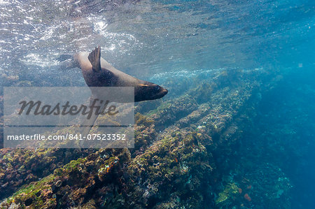 Galapagos fur seal (Arctocephalus galapagoensis) underwater at Isabela Island, Galapagos Islands, Ecuador, South America