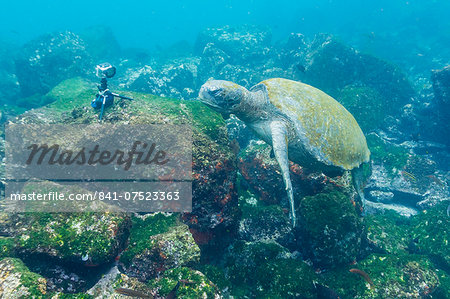 Adult green sea turtle (Chelonia mydas) underwater near camera, Isabela Island, Galapagos Islands, Ecuador, South America