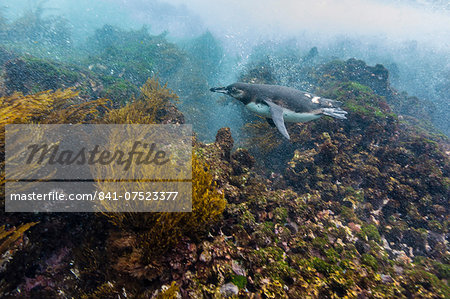 Galapagos penguin (Spheniscus mendiculus) underwater at Isabela Island, Galapagos Islands, Ecuador, South America Galapagos penguin (Spheniscus mendiculus) underwater at Isabela Island, Galapagos Islands, Ecuador, South America