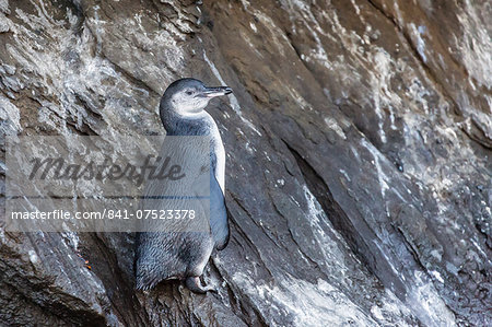 Immature Galapagos penguin (Spheniscus mendiculus) at Tagus Cove, Isabela Island, Galapagos Islands, Ecuador, South America