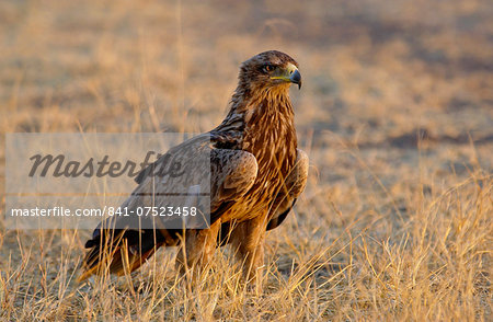 Tawny Eagle, Grumeti, Tanzania