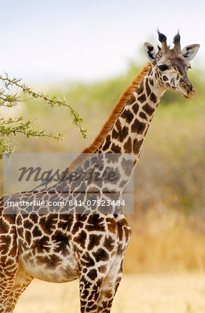 Giraffe, Grumeti, Tanzania