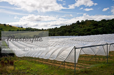 Polytunnels on a fruit farm in Perthshire, Scotland, United Kingdom