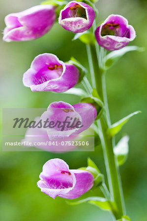 Foxgloves in a country garden, Swinbrook, Oxfordshire, United Kingdom