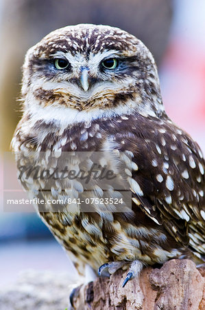 British Little Owl, Charlton Park, Wiltshire, England, United Kingdom