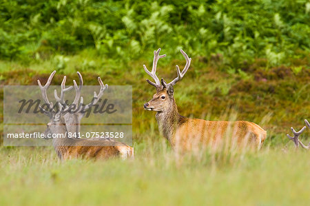 Red Deer, Scotland, United Kingdom
