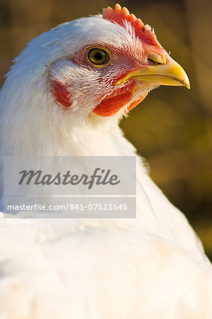 Free-range chicken of breed  Isa 257 roams freely at Sheepdrove Organic Farm , Lambourn, England