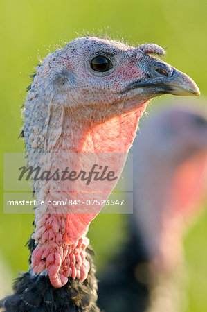 Free-range Norfolk bronze turkey at Sheepdrove Organic Farm , Lambourn, England