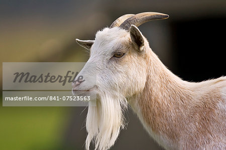 Free-range goat, Cotswolds, United Kingdom.