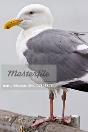 Greater Black-Backed Gull by San Francisco bay, California, United States of America