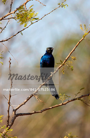 Rueppell's Glossy-Starling, Grumeti, Tanzania, East Africa