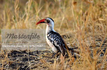 Red-billed Hornbill, Grumet, Tanzania, East Africa Red-billed Hornbill, Grumet, Tanzania, East Africa