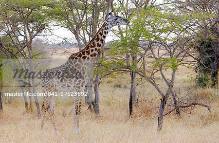 Adult giraffe in Grumeti, Tanzania