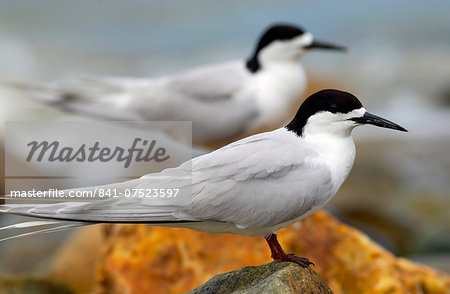 White-fronted terns (Sterna Striata)  in North Island, New Zealand