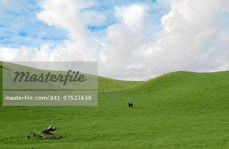 Bull in a  meadow near Waiuku on North Island  in New Zealand