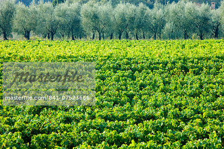 Vines and olive grove of traditional olive trees near Montalcino in Val D'Orcia, Tuscany, Italy