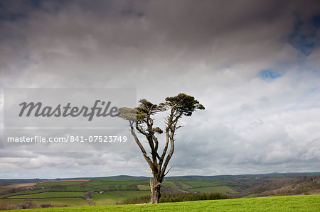 Lone Scots Pine on Bodmin Moor, Cornwall, England, UK