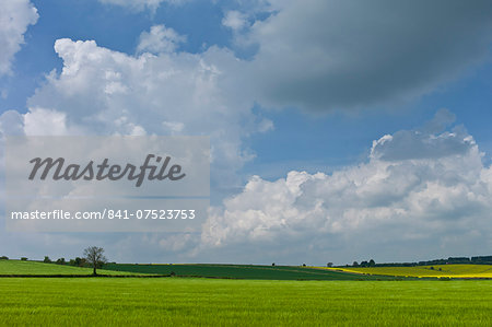 Barley crop in landscape at Asthall, The Cotswolds, Oxfordshire, UK