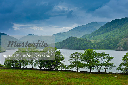 Hawthorn trees in Welsh landscape in Snowdonia National Park at Lake Llyn Gwynant, Gwynedd, Wales