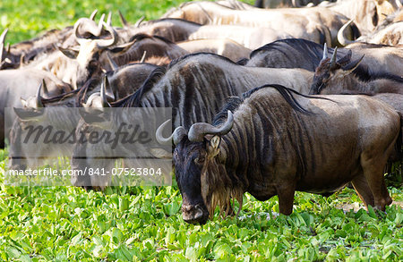 Herd of Blue Wildebeest eating water cabbage, Grumeti, Tanzania